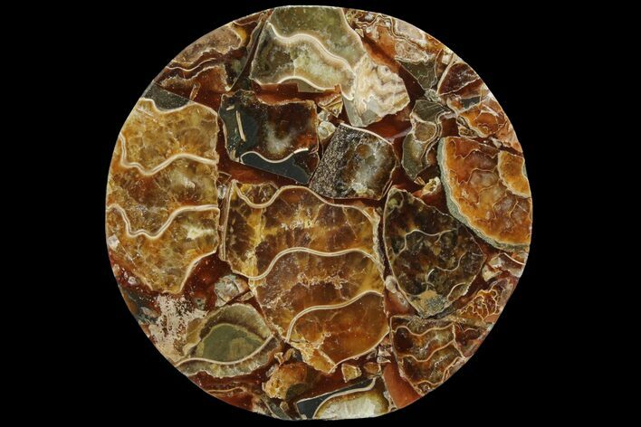 Composite Plate Of Agatized Ammonite Fossils #107206